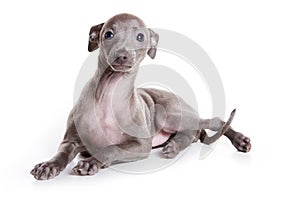 Italian greyhound puppy