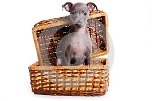 Italian greyhound puppy