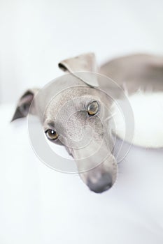 Italian greyhound photo