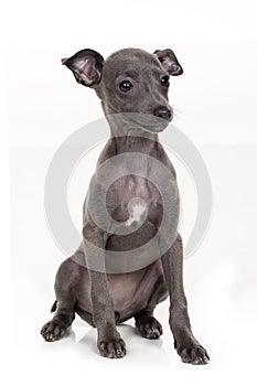 Italian greyhound puppy isolated on white