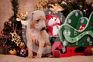 Italian greyhound puppy on New Year`s background