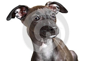 Italian Greyhound Puppy Portrait