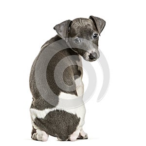 Italian Greyhound puppy sitting against white background