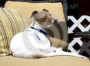 Italian Greyhound resting