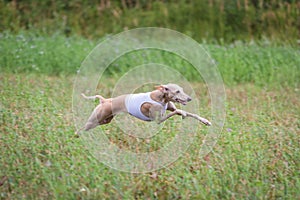 Italian Greyhound running in lure coursing competition