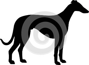 Italian Greyhound silhouette black