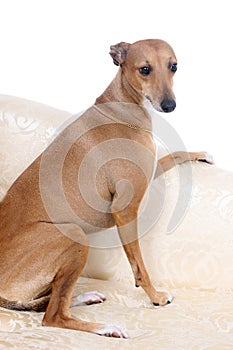 Italian Greyhound sitting on couch