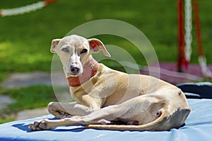 Italian Greyhound