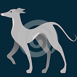 Italian Greyhound Vector Illustration with Backdrop