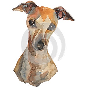 The italian greyhound, watercolor hand painted dog portrait