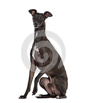 Italian Greyhound on white