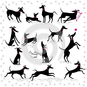 Italian greyhounds set of silhouettes