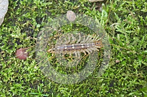 Italian house centipede with long legs