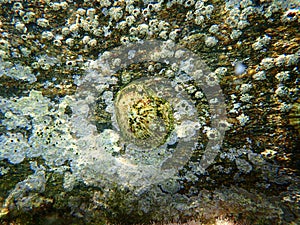 Italian keyhole limpet or keyhole limpet (Diodora italica) undersea, Aegean Sea