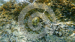 Italian keyhole limpet or keyhole limpet (Diodora italica) undersea, Aegean Sea