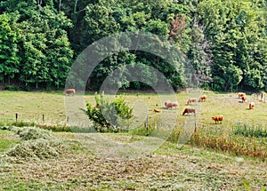 Italian landscape in Tuscany