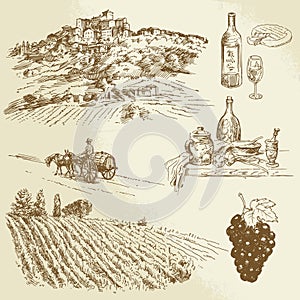 Italian landscape, vineyard