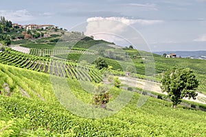 Italian Langhe summer vineyards. Color image