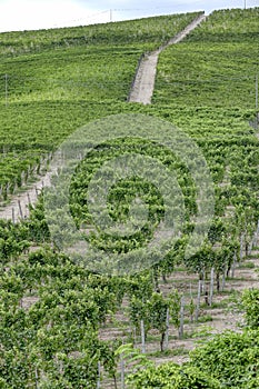 Italian Langhe summer vineyards. Color image