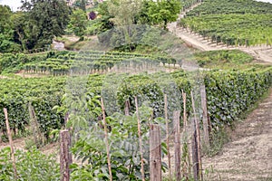 Italian Langhe summer vineyards. Color image