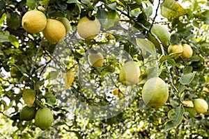 Italian lemon tree of Sicily