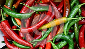 Italian long hot peppers, or Italian long hots, just picked in a basket. photo