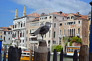 proud bird, architecture, native people, I veneziani, persone, old buildings, photo
