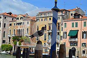 proud bird is talking, architecture, native people, I veneziani, persone, old buildings, photo