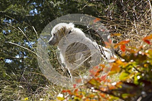 Italian Maremma keeps guard