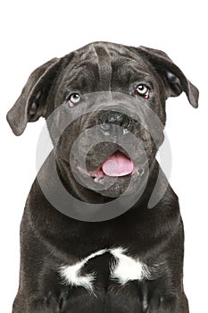 Italian mastiff portrait