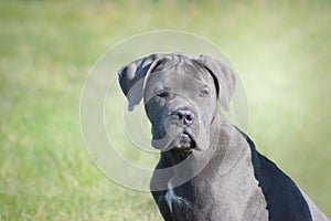 Italian mastiff puppy blue cane corso looking tender and attentive while sitting in the grass