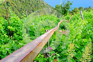 Italian mechanical vineyard contrivance