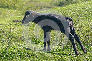 Italian Mediterranean Buffalo calf learning to walk - Water Buffalo