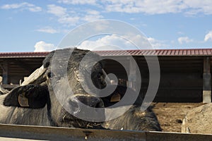 Italian mediterranean buffalo portrait looking at camera