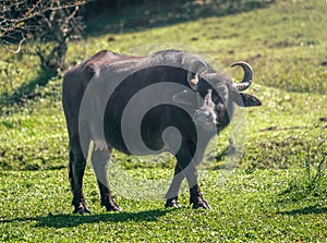 Italian Mediterranean Buffalo - Water Buffalo