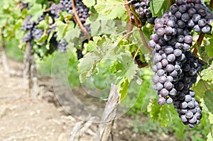 Italian Nebbiolo Red Wine Grapes on the Vine #1