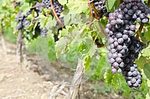 Italian Nebbiolo Red Wine Grapes on the Vine #1 photo
