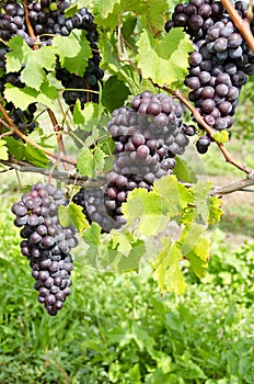 Italian Nebbiolo Red Wine Grapes on the Vine #2 photo