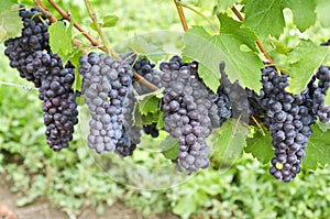 Italian Nebbiolo Red Wine Grapes on the Vine #3 photo