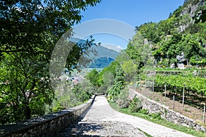 Italian north landscape with vineyards