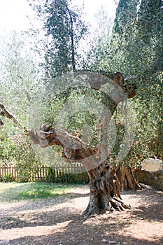 Italian olive tree secular