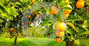 Italian Orange Orchards