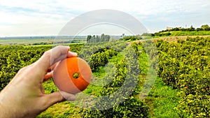 Italian Orange Orchards