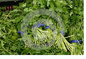 Italian parsley, Flat leaf parsley