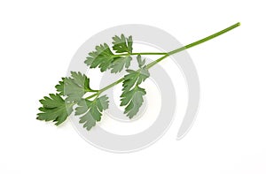 Italian parsley