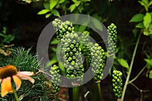 An italian picture that blooms in summer in the backyard garden photo