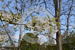 Italian plum Blossoms