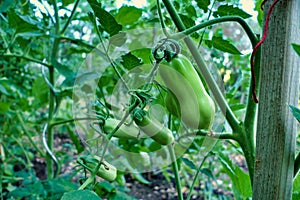 Italian Plum Tomatoes