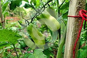 Italian Plum Tomatoes