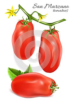 Italian plum tomatoes San Marzano.